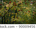 Red rowan berries among green leaves in autumn forest. City park is landscaped by Sorbus aucuparia. Fruit tree with bright fruits for feeding birds. 90009456