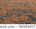 Red pine needles on wet asphalt as backdrop. Fall of foliage in autumn, change of season in park 90009457