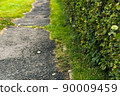 Wet asphalt of footpath in city park. Slippery road after rain. 90009459