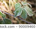 Green leaves are covered with frost in early morning. First autumn frosts, cooling with change of season. Risk of crop loss in garden 90009460