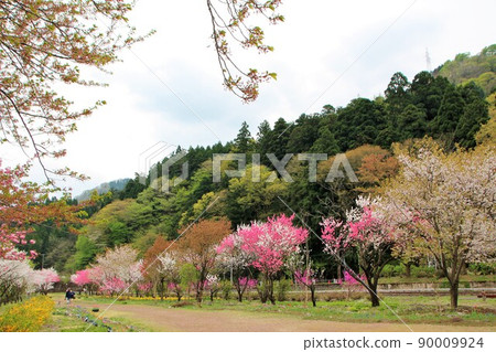 綠樹成蔭的道路,鮮綠的桃花盛開 綠樹成蔭的道路,鮮綠的桃花盛開 90009924