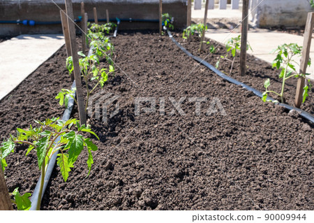 Seedlings 90009944