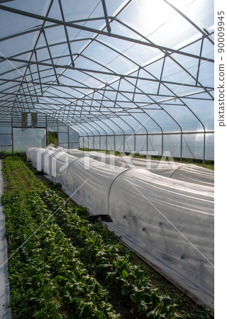 Vertical image greenhouse interior with rows of organic vegetables and open door 90009945