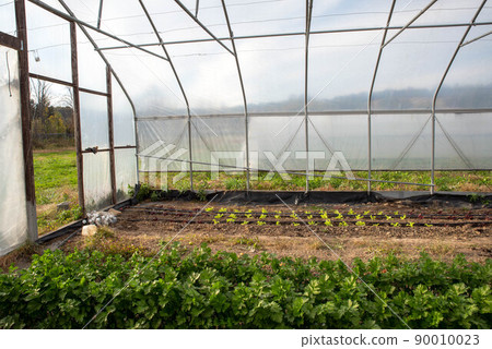 Sunny greenhouse harden interior with irrigation and green plants 90010023