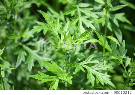 初夏艾蒿（Mugwort） 90010212