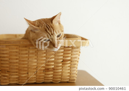 貓的日常生活 貓的日常生活 90010461