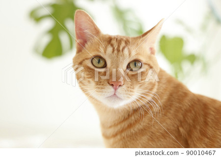 Cat's daily life 90010467