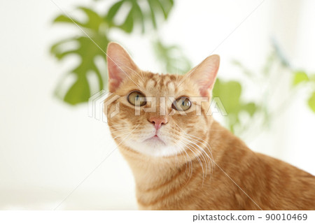 貓的日常生活 貓的日常生活 90010469