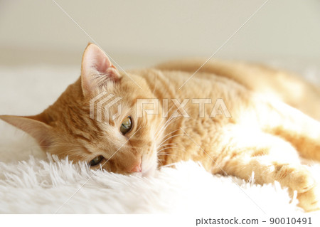 Cat's daily life Cat's daily life 90010491