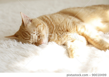 Cat's daily life Cat's daily life 90010499