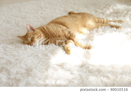 Cat's daily life 90010516