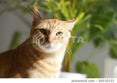 貓的日常生活 90010535