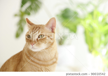 貓的日常生活 90010542