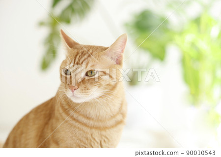 貓的日常生活 90010543