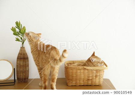 貓的日常生活 貓的日常生活 90010549