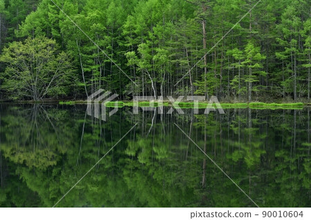 Mishakaike Pond overshadowing the fresh green forest 90010604
