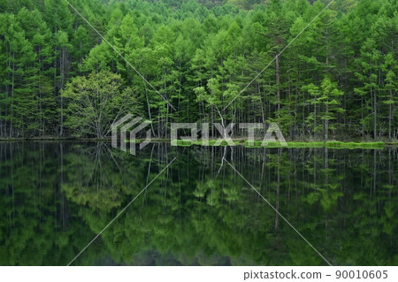 Mishakaike Pond overshadowing the fresh green forest 90010605