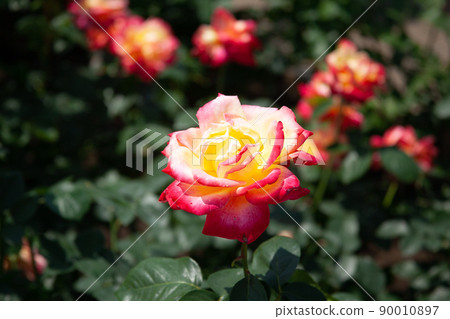 Rose flower Jindai Botanical Garden | It is a rose flower called "Charleston" from France. Rose flower Jindai Botanical Garden | It is a rose flower called "Charleston" from France. 90010897