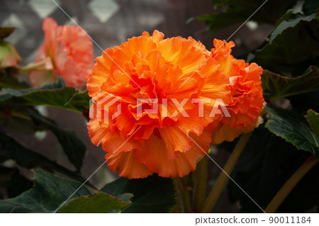 Begonia Jindai Botanical Garden | The petals of orange frills are vivid 90011184