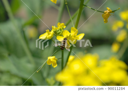 Rapeseed 4 Rapeseed 4 90011284