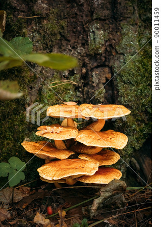 Enoki - Flammulina velutipes, also known as velvet shank, is a species of edible mushroom in the family Physalacriaceae Enoki - Flammulina velutipes, also known as velvet shank, is a species of edible mushroom in the family Physalacriaceae 90011459