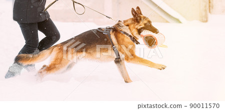 Training Alsatian Wolf Dog. Attack And Defence. Winter Season. 90011570