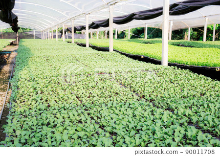 Organic vegetables in greenhouse. Organic vegetables in greenhouse. 90011708