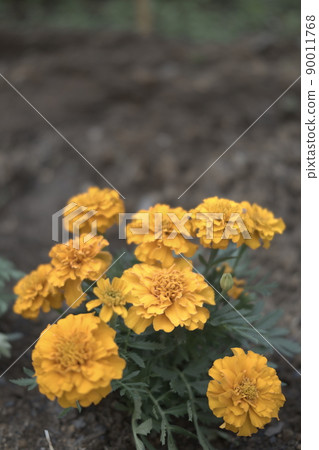 艾菊 艾菊 90011768