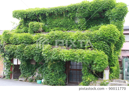 用常春藤蓋的空置的房子 90011770