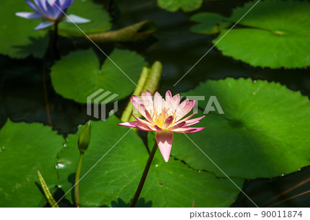 睡蓮花金帶植物園 | 在柔和的光線照射下的花瓣中，我感到神秘 90011874