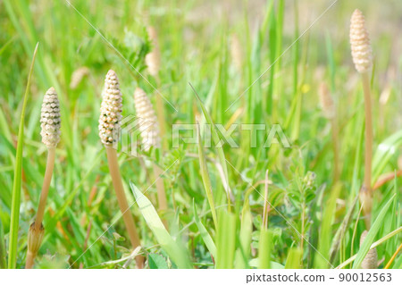 春天的角 90012563