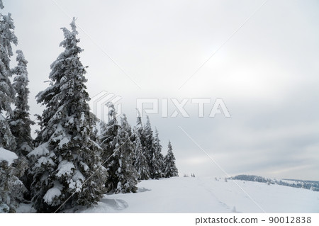 Carpathian mountains, Ukraine. Beautiful winter landscape. The forrest ist covered with snow. Carpathian mountains, Ukraine. Beautiful winter landscape. The forrest ist covered with snow. 90012838
