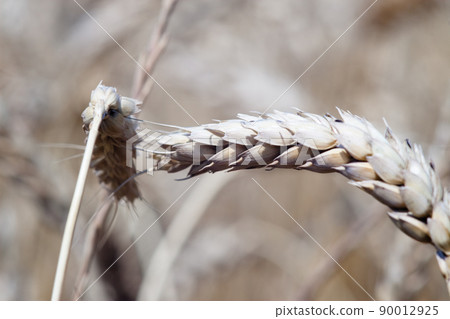Kharkiv, Ukraine. Rye field. Ripe grain spikelets. Cover crop and a forage crop. Blue sky background. Agricultural concept. Gramineae 90012925
