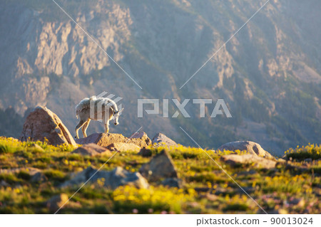 Mountain goat Mountain goat 90013024