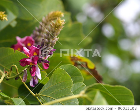 葛之花起來 葛之花起來 90013108