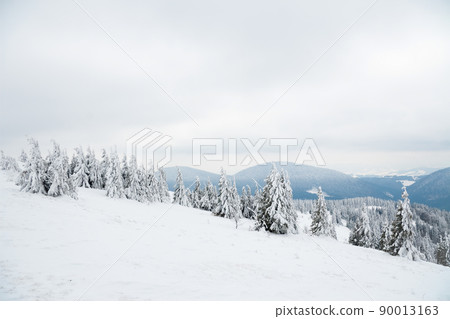 Carpathian mountains, Ukraine. Beautiful winter landscape. The forrest ist covered with snow. 90013163