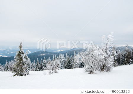 Carpathian mountains, Ukraine. Beautiful winter landscape. The forrest ist covered with snow. 90013233