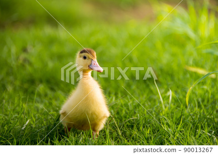Cute yellow duckling by the lake with green grass Cute yellow duckling by the lake with green grass 90013267