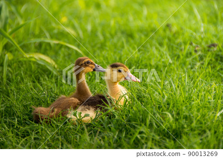 Cute yellow duckling by the lake with green grass Cute yellow duckling by the lake with green grass 90013269