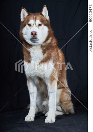 Cunning look red Siberian husky dog. Studio portrait husky dog on black background. 90013478