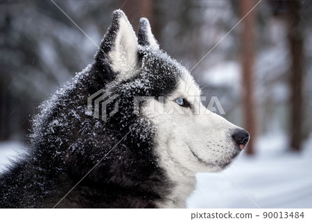 Dark Portrait magnificent Siberian husky dog with blue eyes. Husky dog in winter forest lies on the snow. Close up. Dark Portrait magnificent Siberian husky dog with blue eyes. Husky dog in winter forest lies on the snow. Close up. 90013484