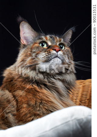 Maine Coon cat. Studio portrait large cat with Large Ears and Furry Tail Isolated on black background. 90013531