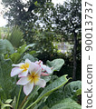 Plumeria bloomed after the rain 90013737