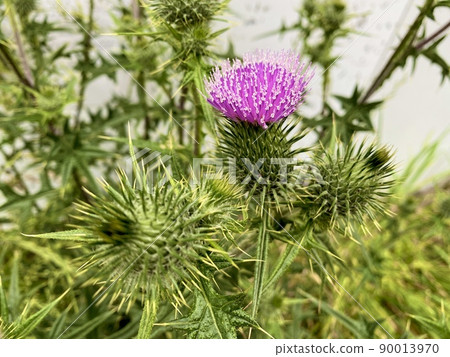 矛薊花生態系統損害預防外來物種 90013970