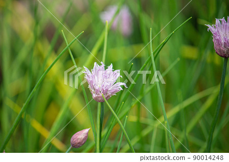韭菜（英文：Chives，學名：Allium schoenoprasum var. Schoe 90014248
