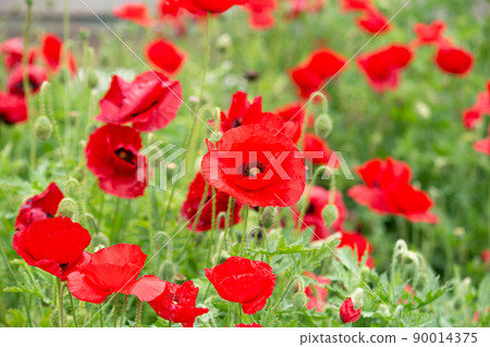 Poppy (Papaver rhoeas, chick poppy, scientific name: Papaver rhoeas) Alias: Shahley poppy, Gubizinso 90014375