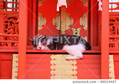 一隻貓在紅色區域打盹 一隻貓在紅色區域打盹 90014487