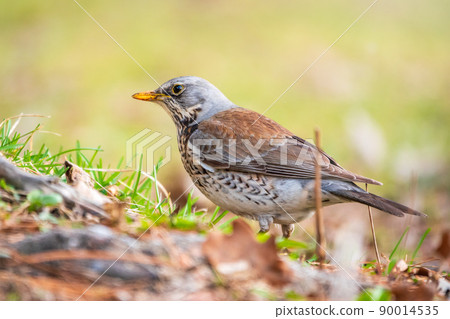 Fieldfare, Turdus pilaris, on a sprng lawn. 90014535