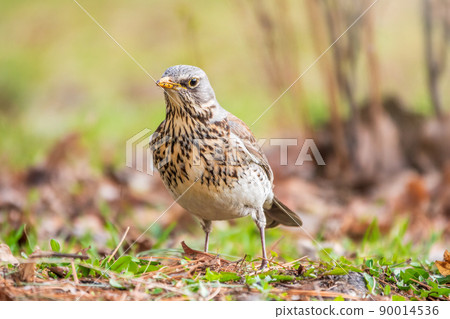 Fieldfare, Turdus pilaris, on a sprng lawn. Fieldfare, Turdus pilaris, on a sprng lawn. 90014536