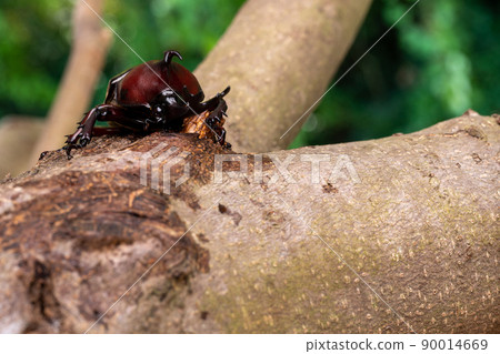 一隻雄性甲蟲舔樹液的照片 90014669